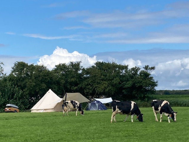 Tenten op camping schiermonnikoog met koeien
