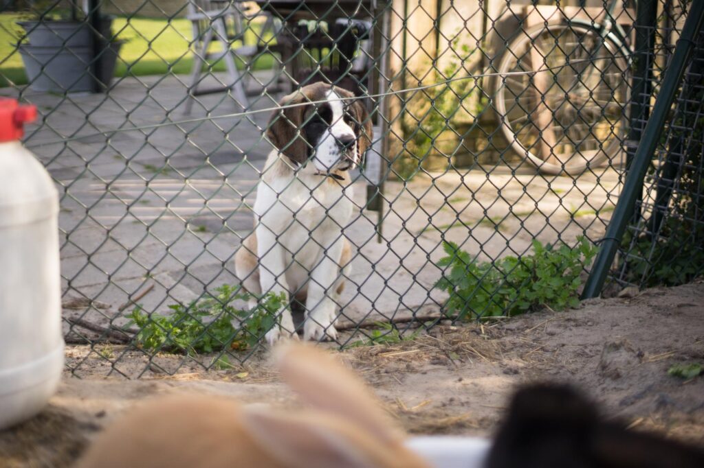 De hond kijkt naar de kippen