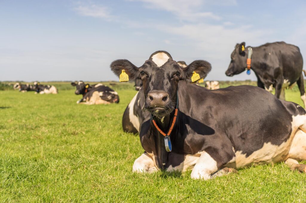 Dieren de Oorsprong