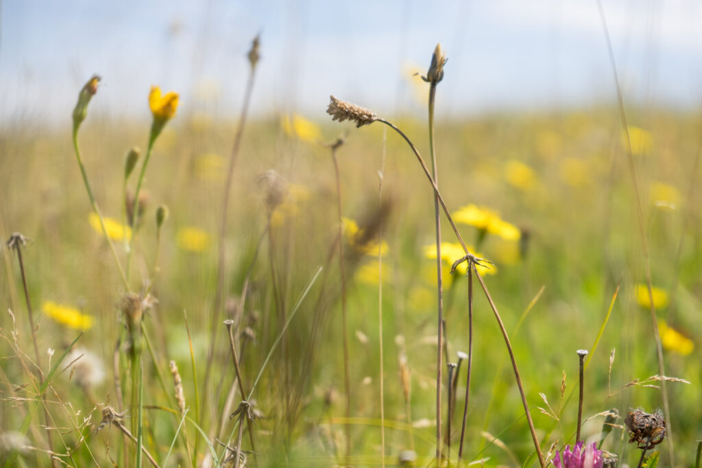 Natuur te Schier