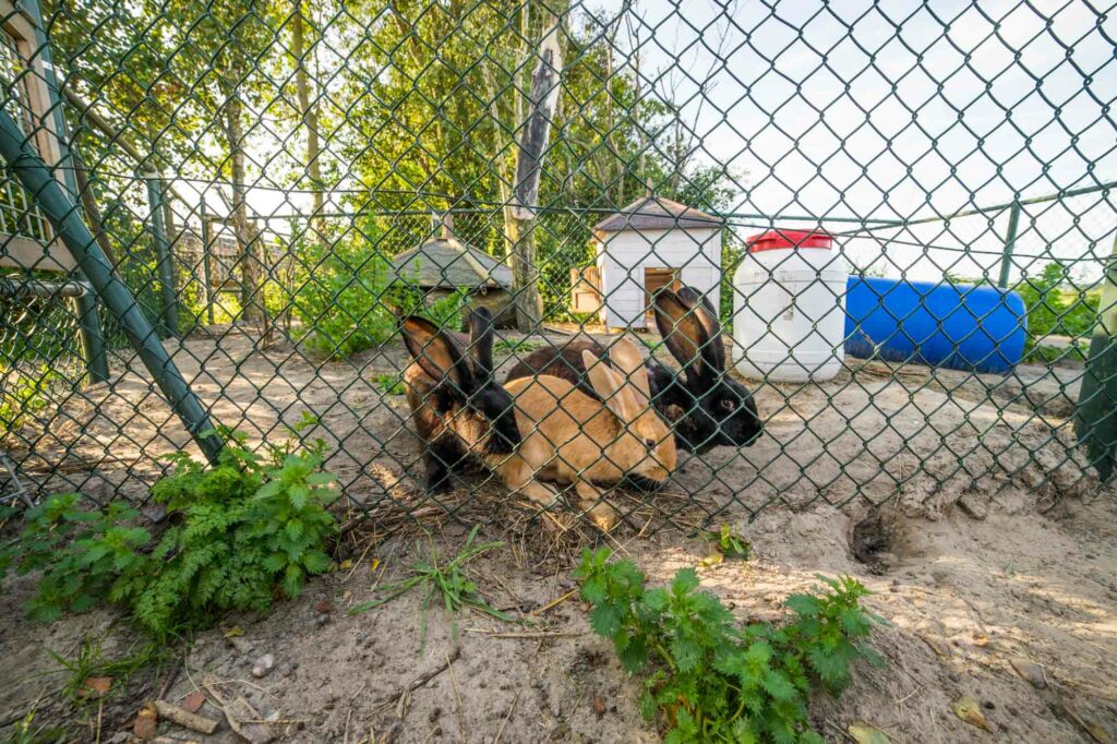De dieren in het hok bij de Oorsprong