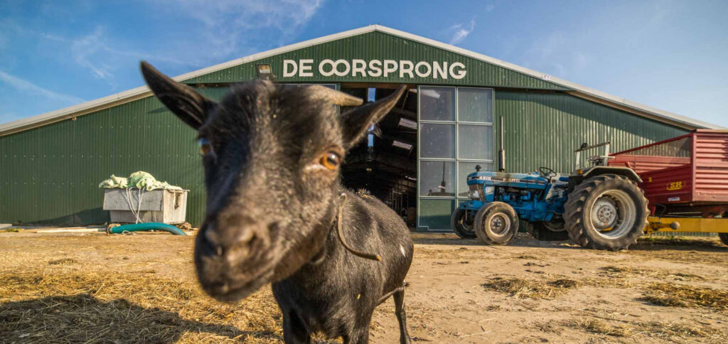 geit bij de stal