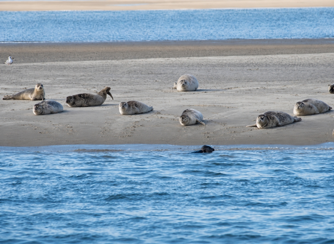 Zeehonden